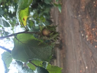 Hazelnut clusters ripening on the branch in late summer