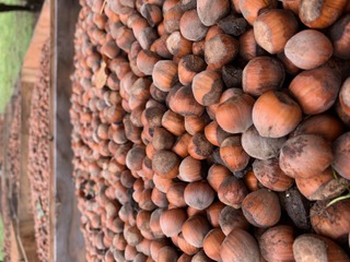 A wooden crate piled with raw in-shell hazelnuts on harvest day